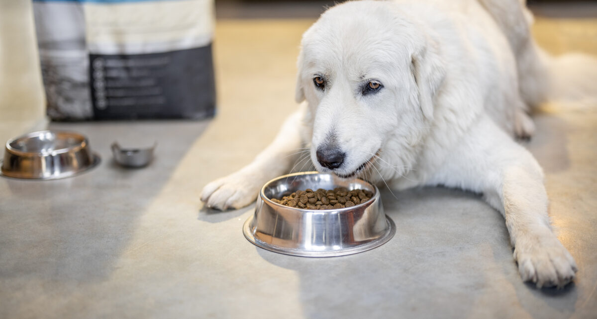 alimentation canine