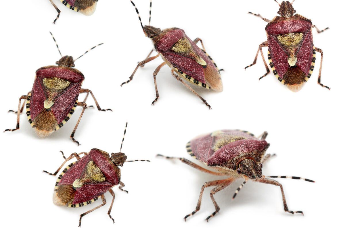 punaises diaboliques