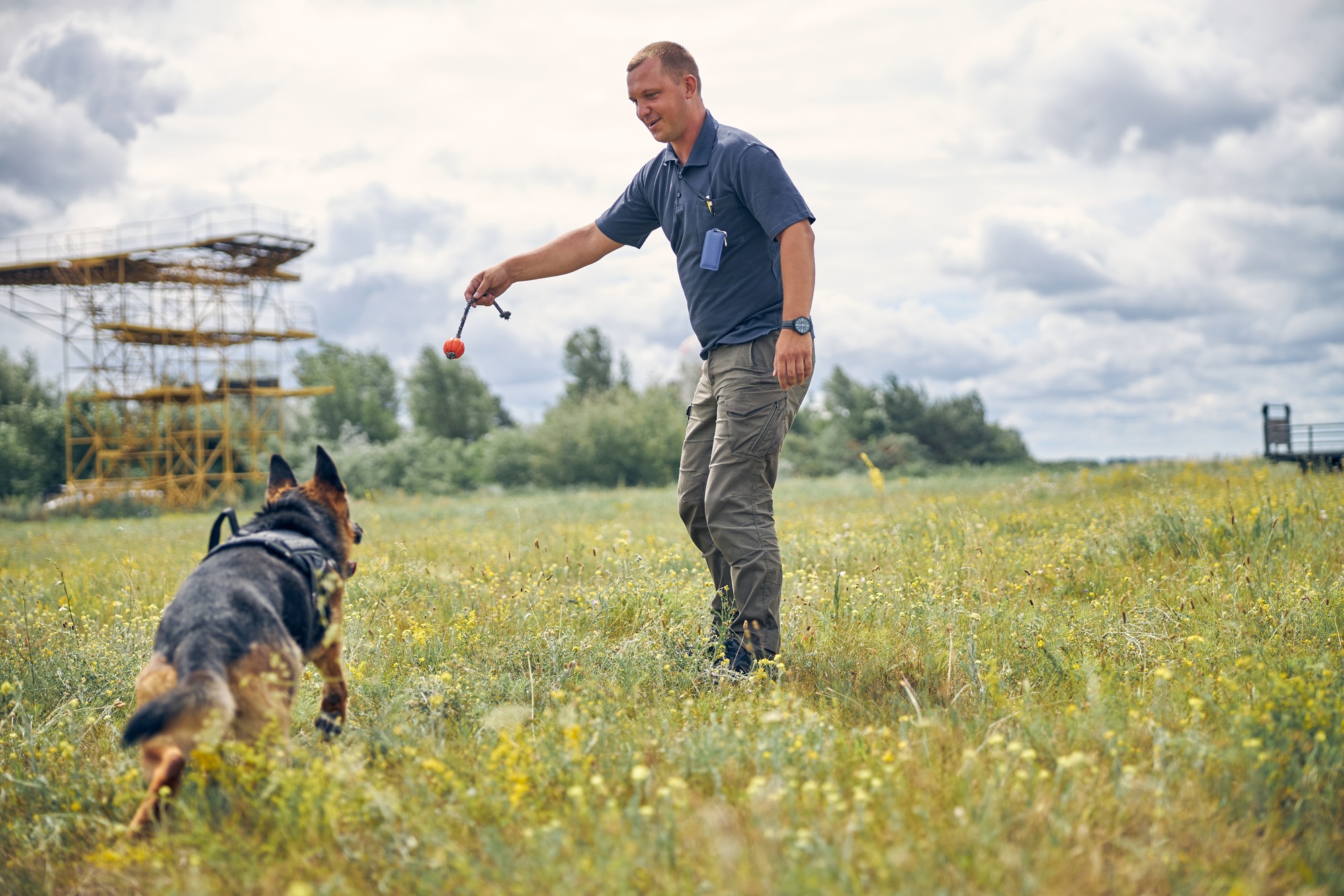Male officer training German Shepherd dog in field