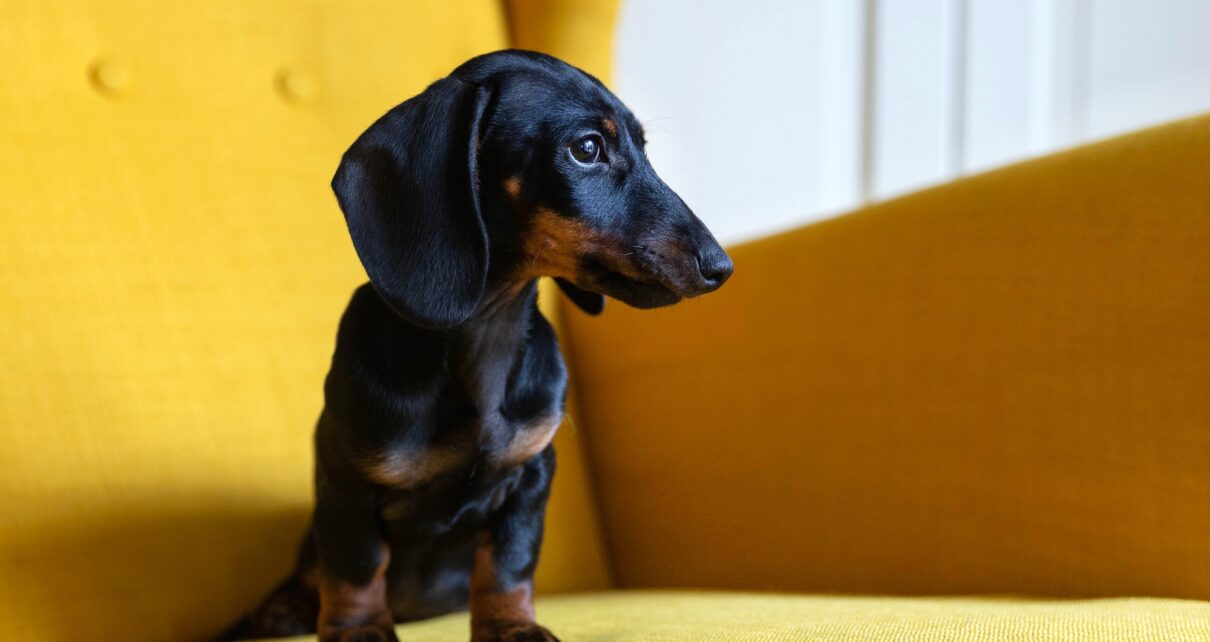 Cute puppy of dachshund