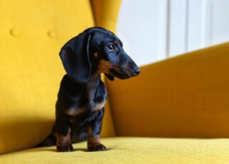 Cute puppy of dachshund