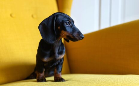Cute puppy of dachshund