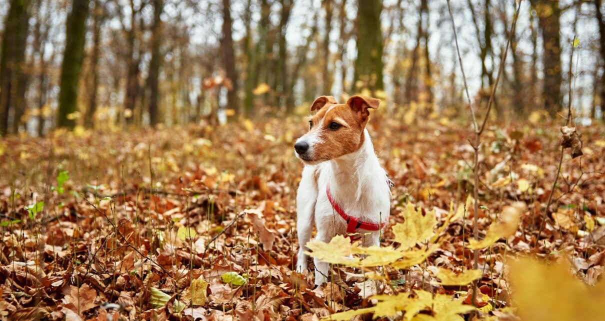 Dog walking in autumn park