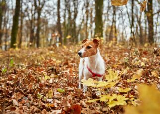Dog walking in autumn park