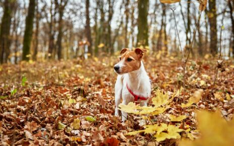Dog walking in autumn park