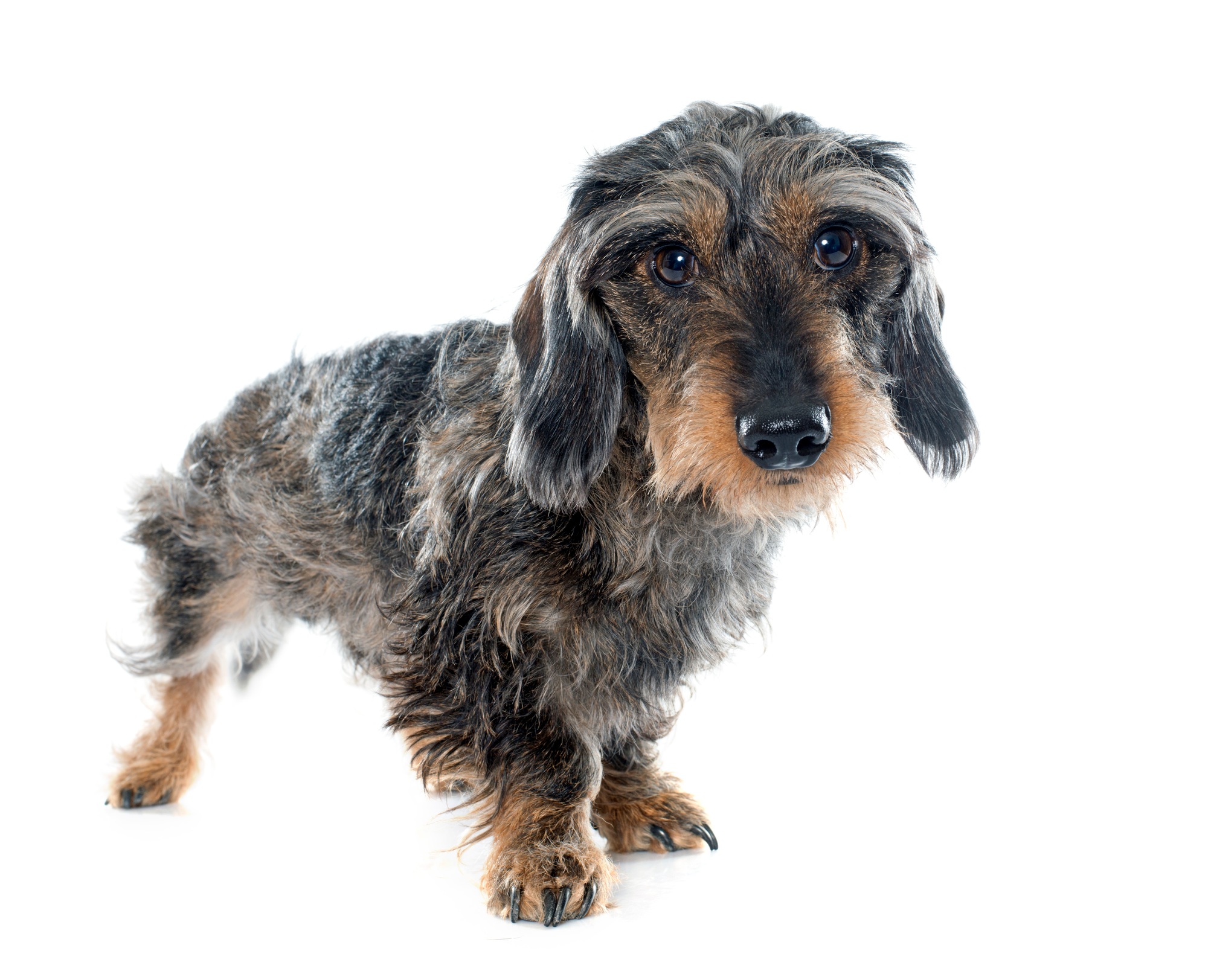 Wire haired dachshunds