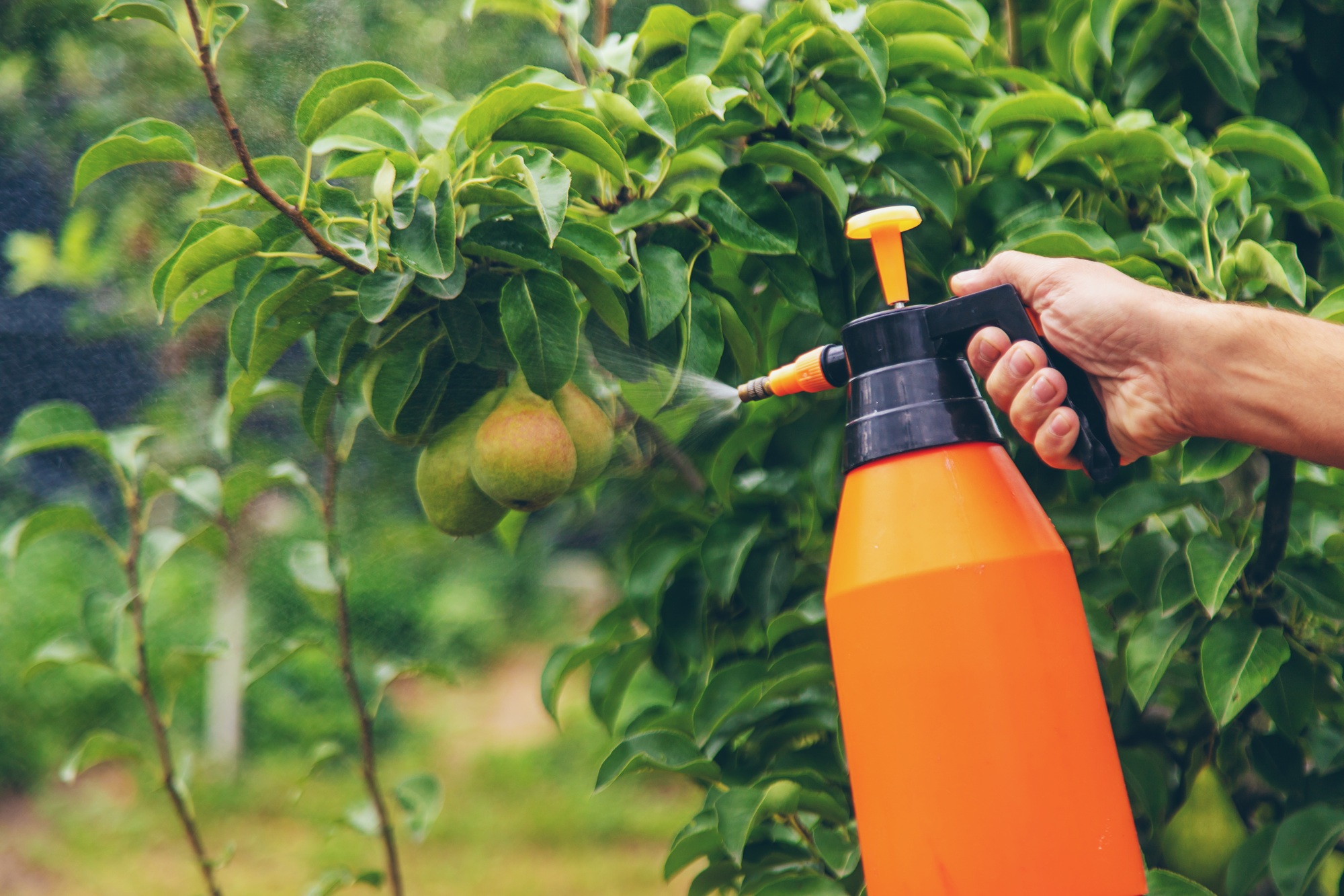 A man sprays trees in the garden. Selective focus.