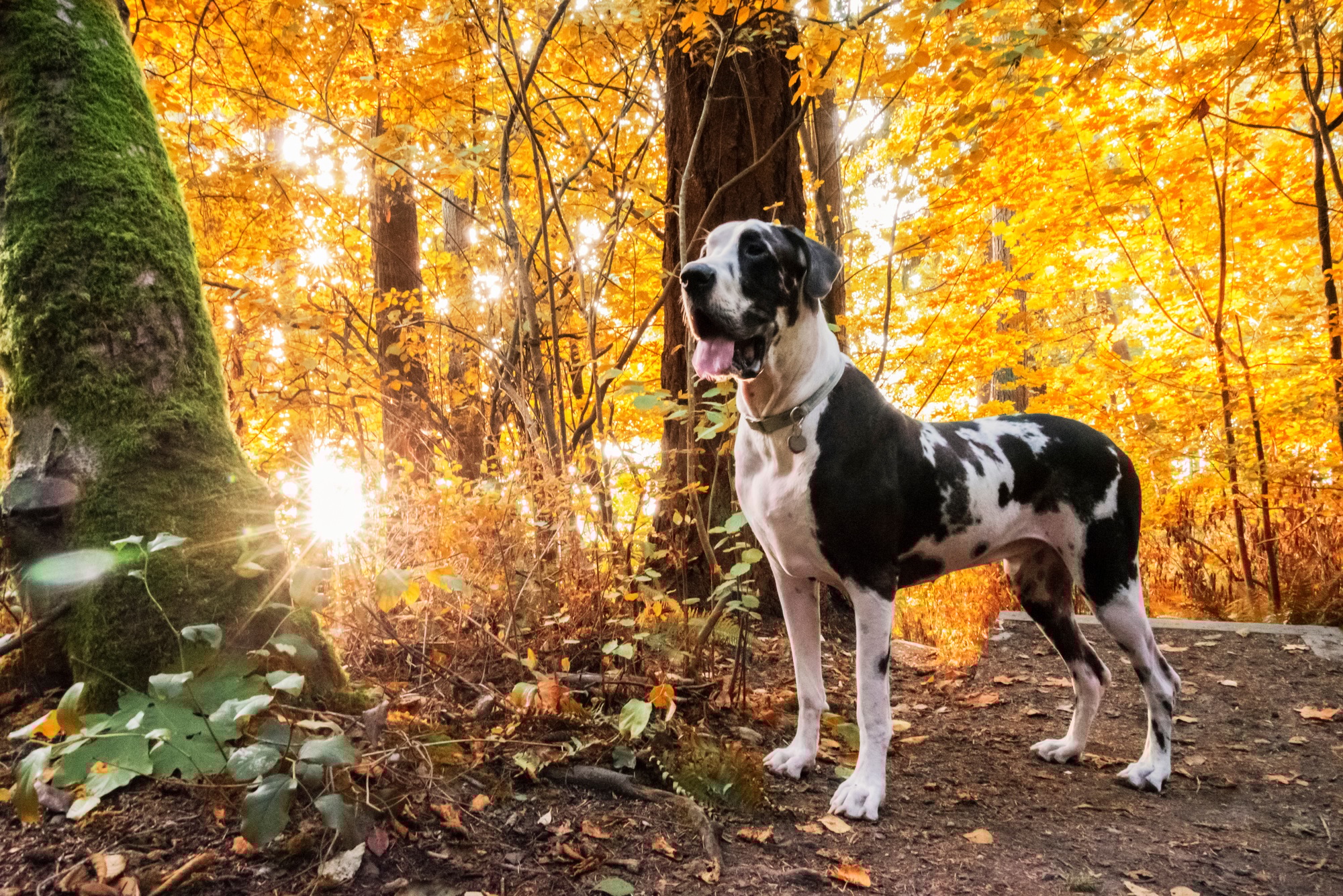 Autumn sunburst forest with harlequin great dane dog standing on hiking trail.