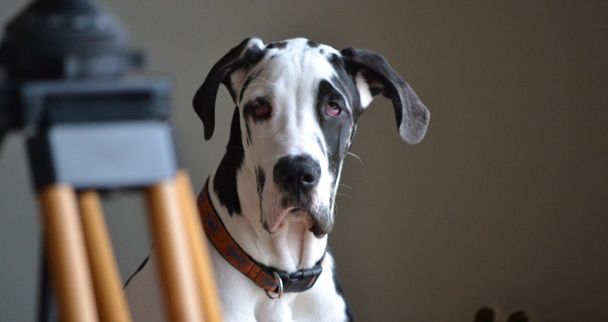 Handsome harlequin great dane dog portrait
