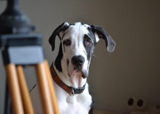 Handsome harlequin great dane dog portrait