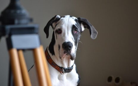 Handsome harlequin great dane dog portrait