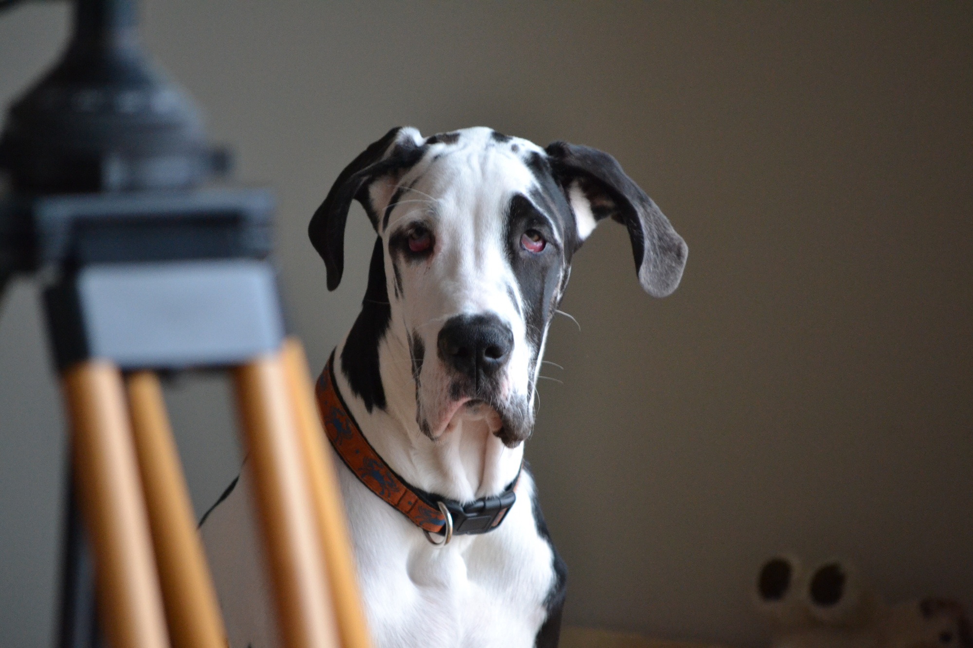 Handsome harlequin great dane dog portrait
