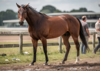 découvrez une analyse détaillée des performances passées pour identifier le cheval de base du quinté d'aujourd'hui et optimiser vos pronostics.